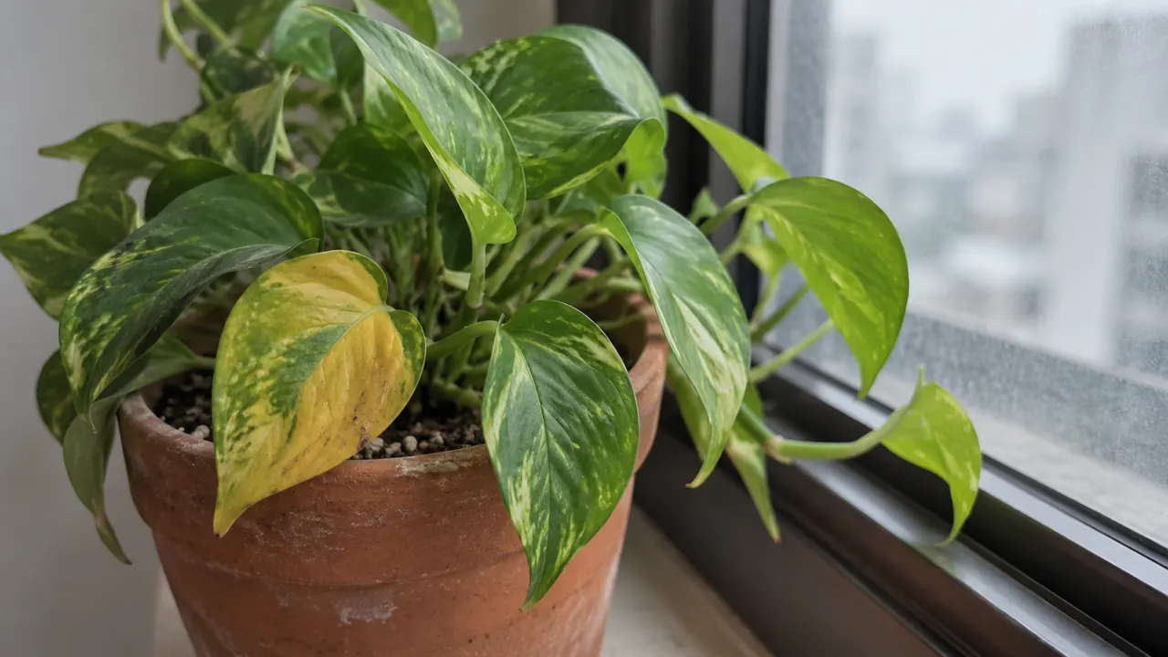 窓辺に置かれた小さな観葉植物